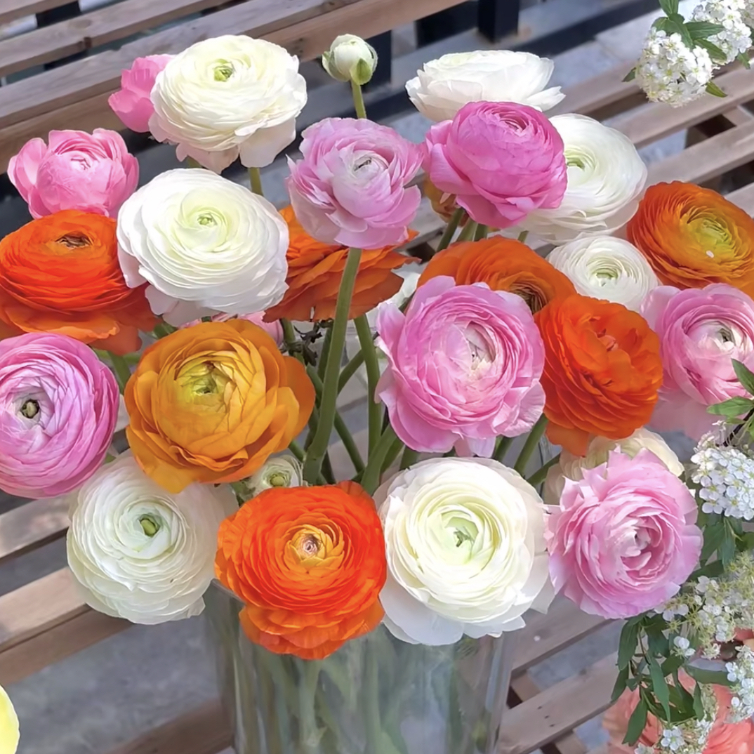 洋牡丹颜色随机搭(8枝送2枝不售后)