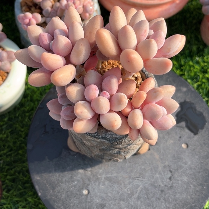 粉色恋人老庄12冠幅……