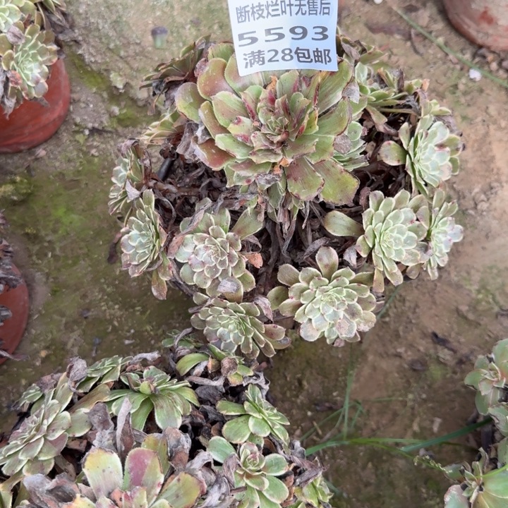 5593二号棚水墨画B