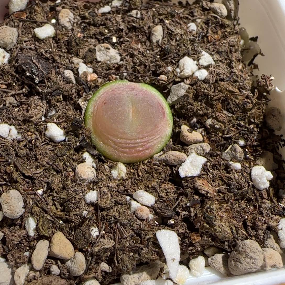 可***1肉锥多肉植物组合-sh1200拉登533