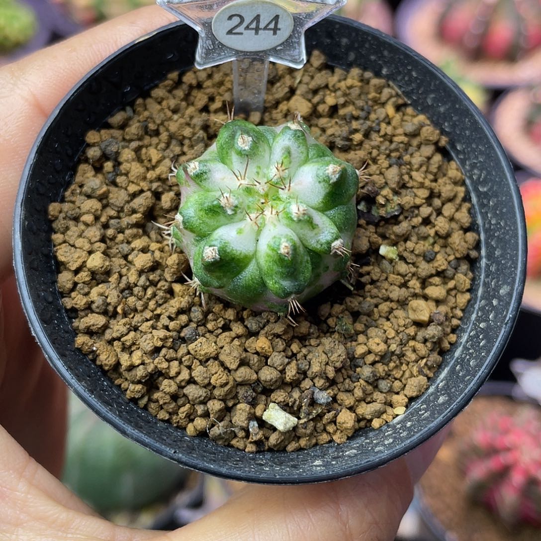 1-244海神2.5厘米