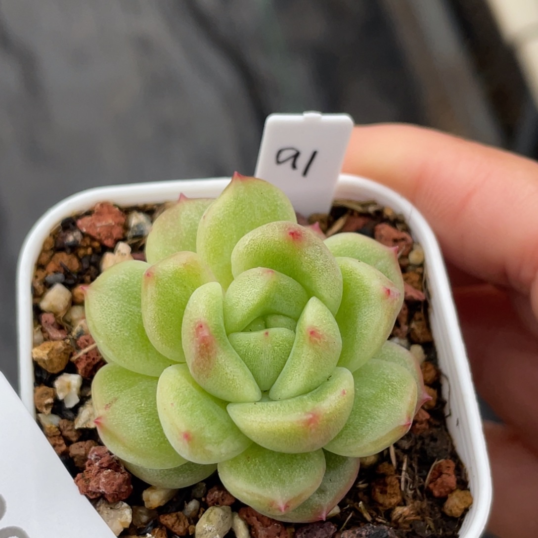 91号糖心冰心珍妮