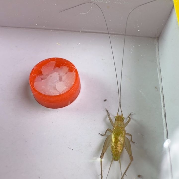 漂亮过冬大黄龄一只