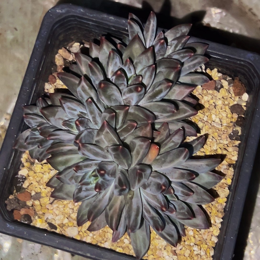 桔云多肉美人精品系列