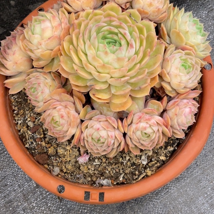 孙*娘弥鹿之森一物一图