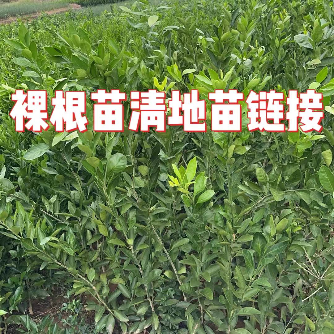 云苗库【裸根苗清地链接】对版果树适合阳台庭院包邮