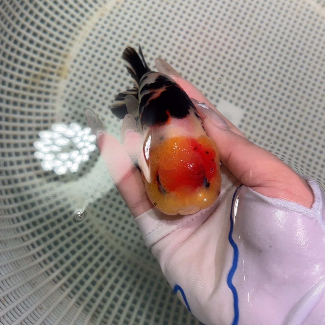 0～14公母搭配金鱼类予*运费自理