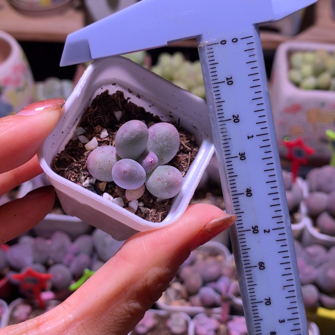 锦纹  精品韩国奶酪多肉