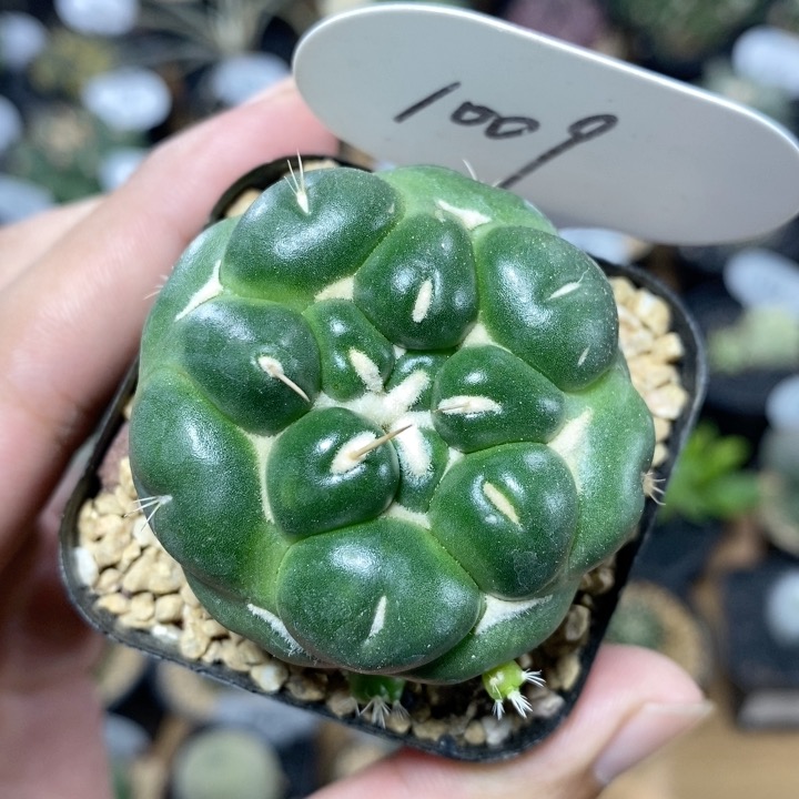 1009号无刺象牙仙人球4.5cm