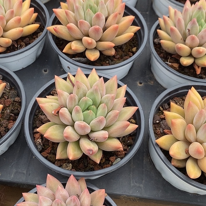 单头红蜻蜓福利多多