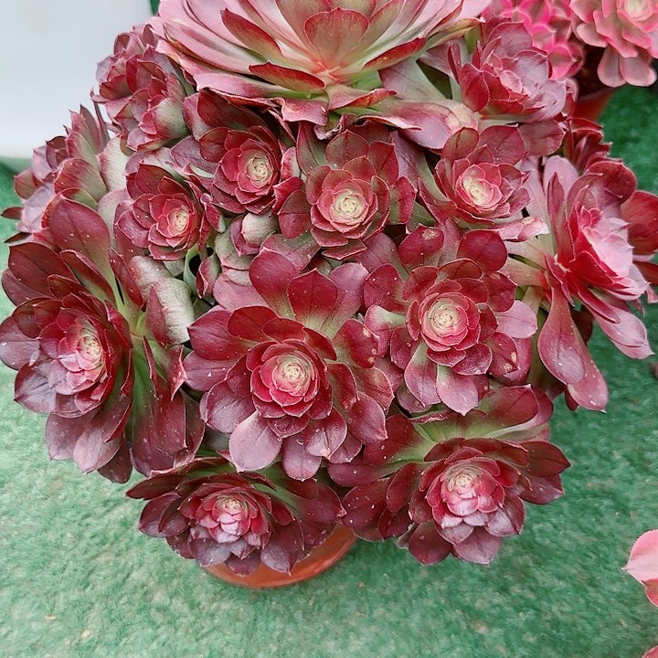 法师好看也好养黑魔