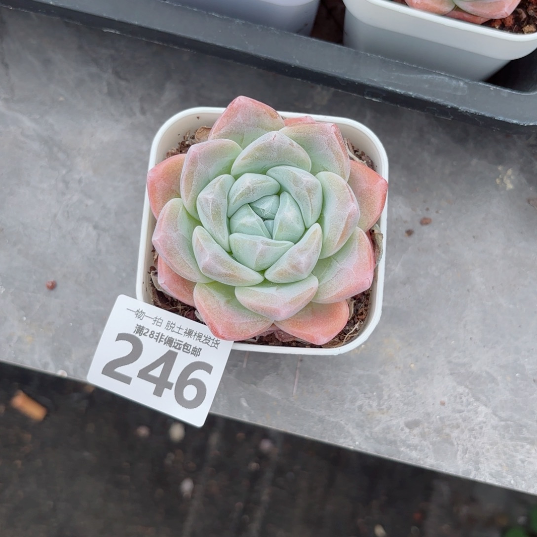 张***媛冰玉单头多肉多肉多肉多肉