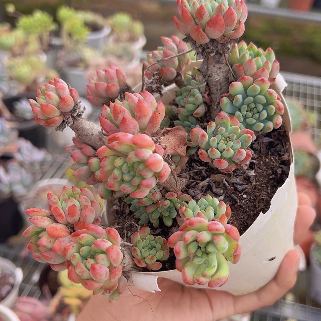 蓝苹果多头大盆整装精品