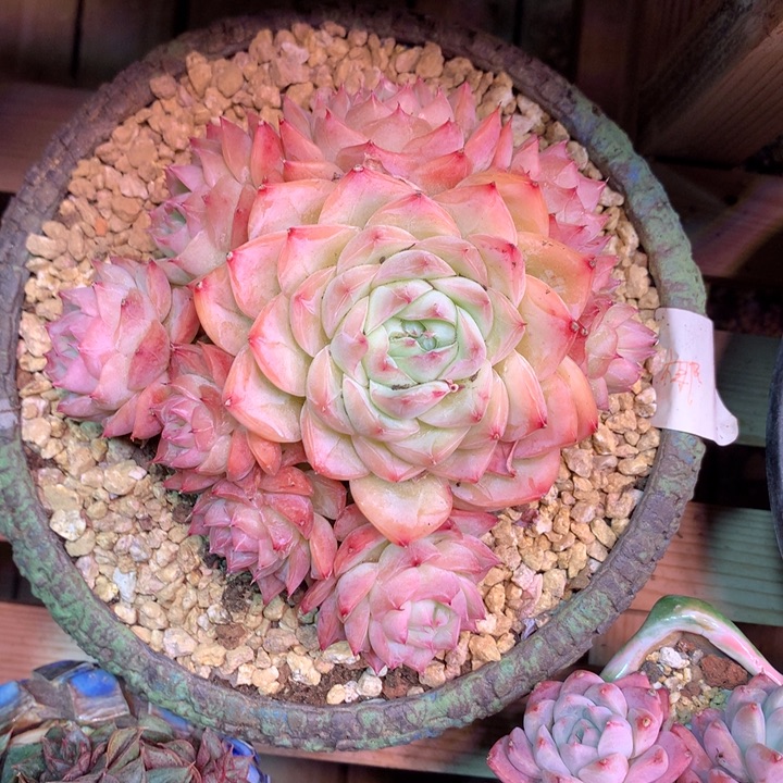 粉水晶玫瑰手捧多肉植物shaozi