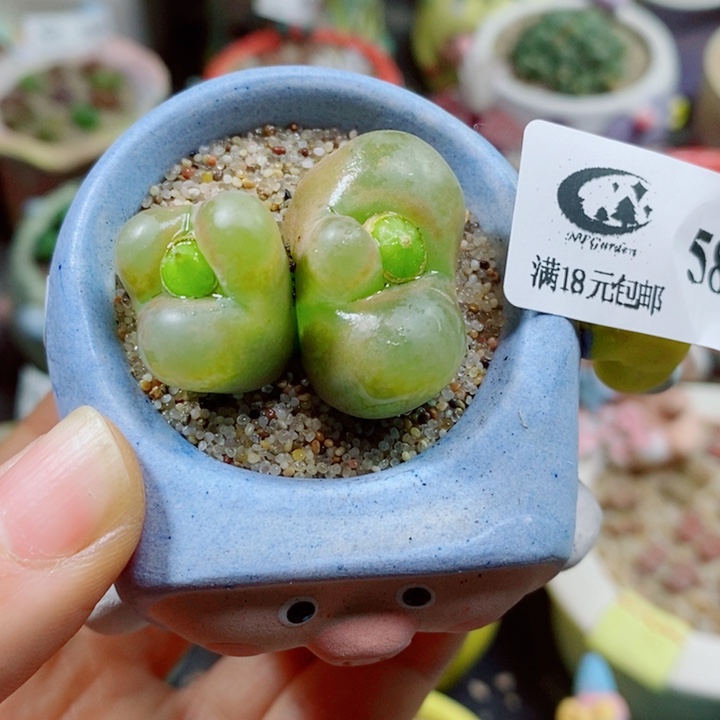 生石花花花花花花588