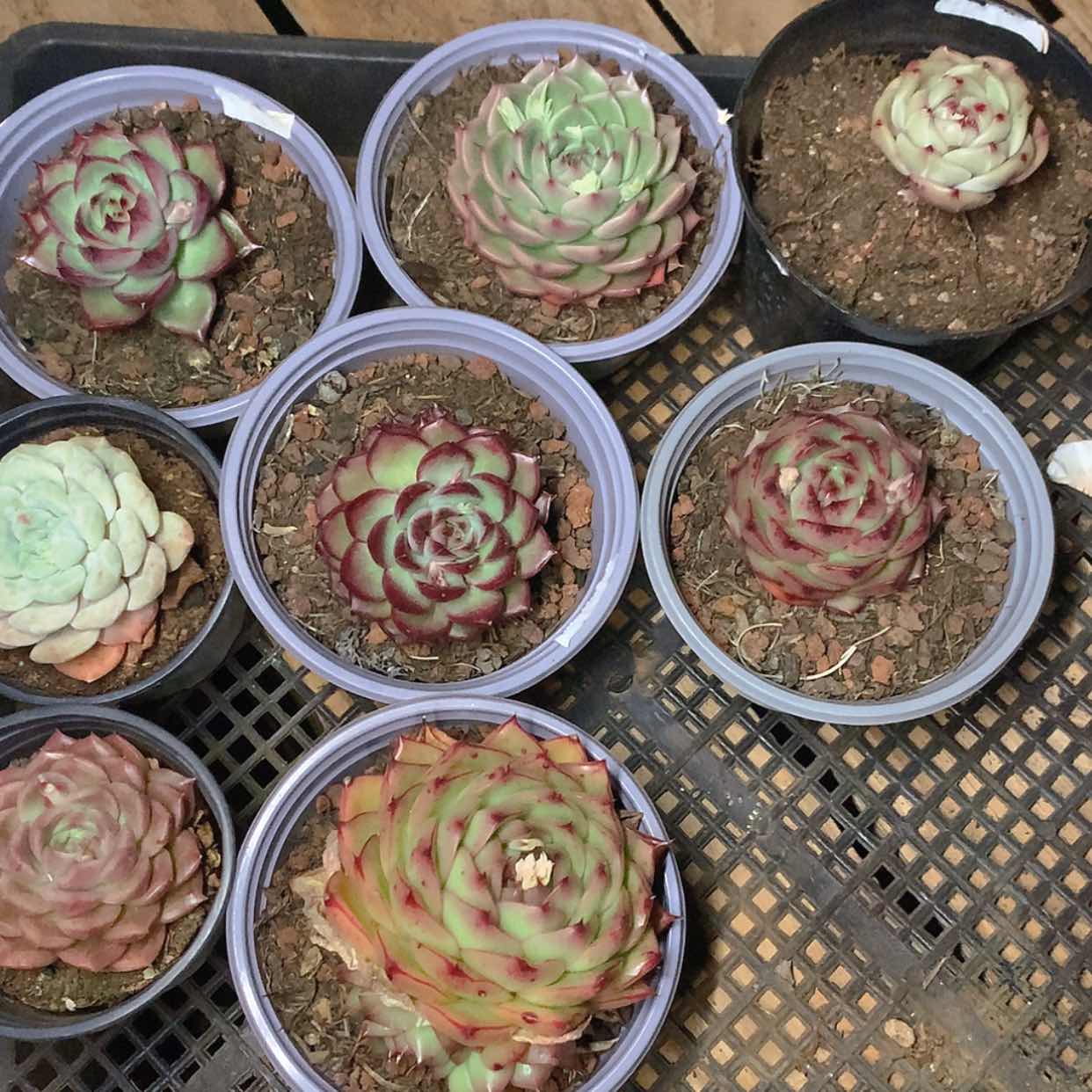 【闪购商品】云278