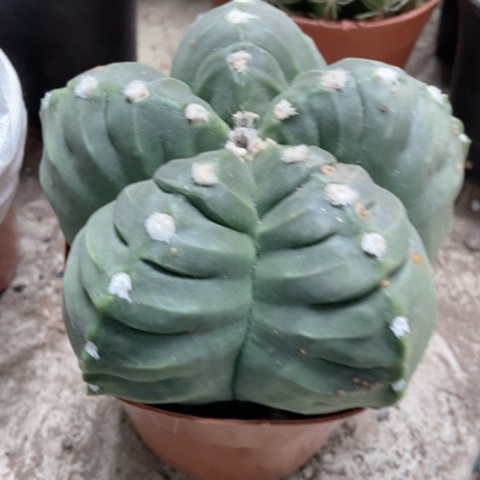 龟甲五角仙人球45米仙人球