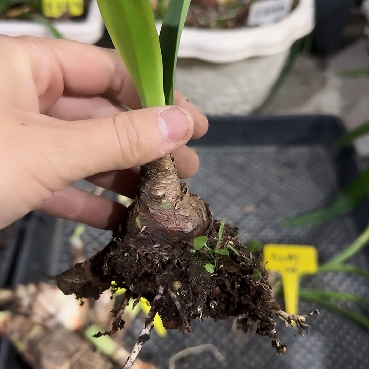 粉赌徒3.5cm，裸球发货