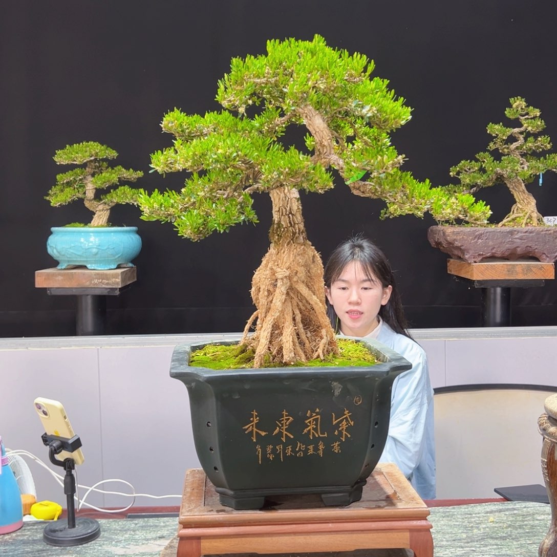 黄杨盆景老桩四季常青