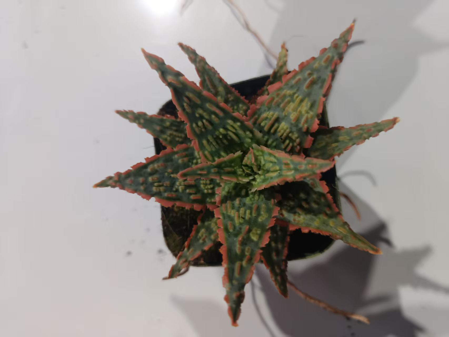 云南【植物员外】1盆