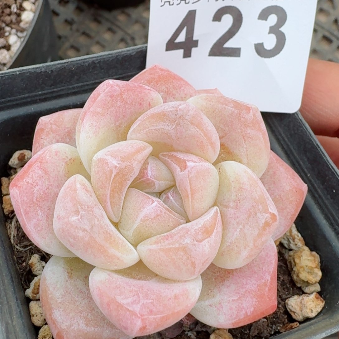 福利         精品多肉