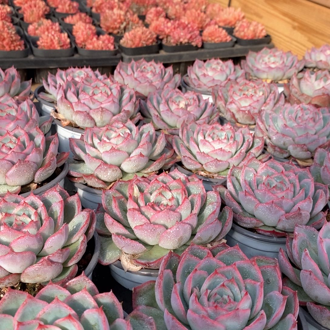 19法兰西玫瑰单头 福利多多