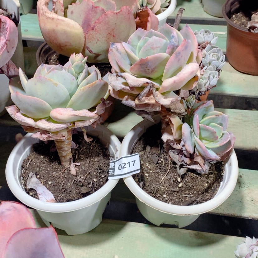 【闪购商品】玫*园凤两颗处理0217