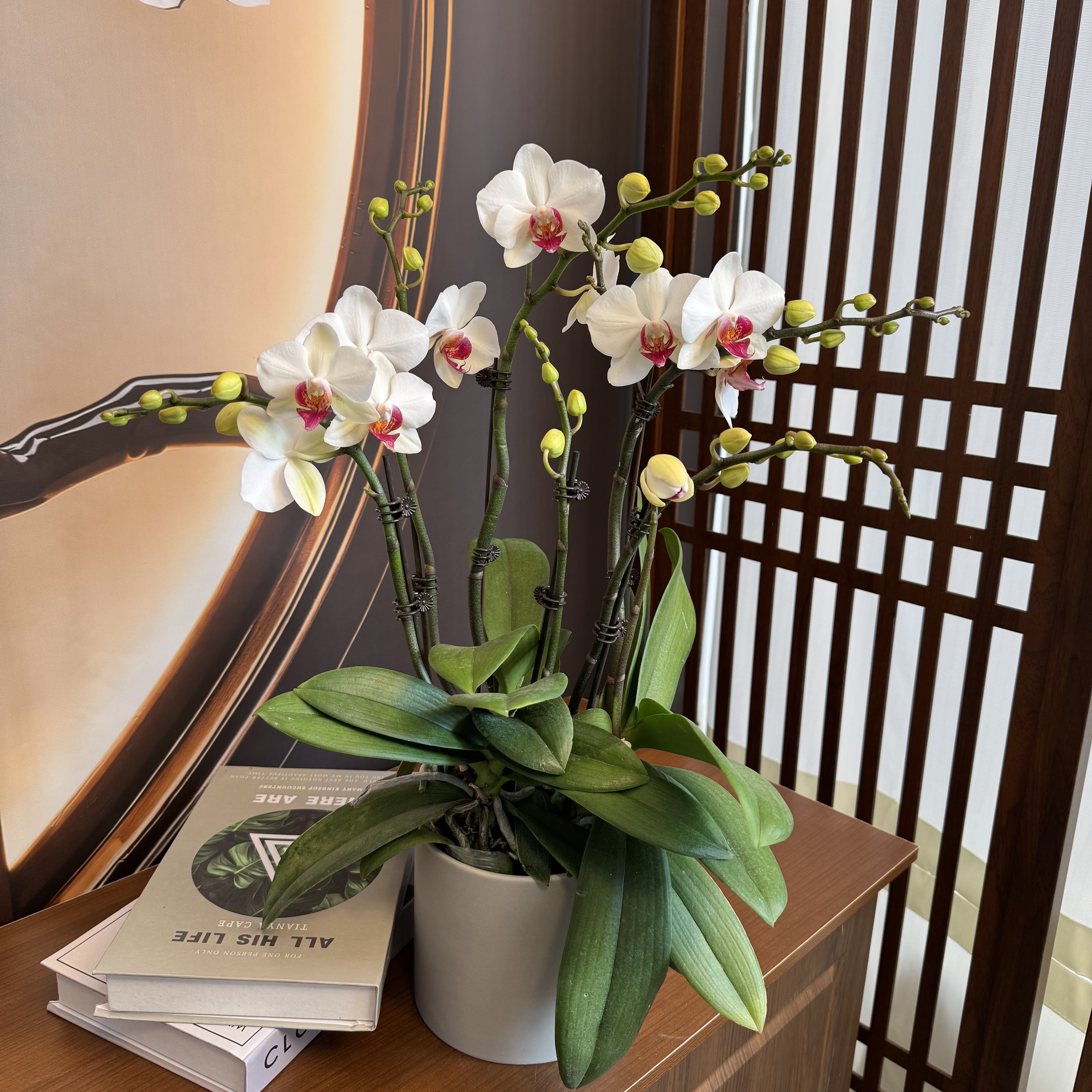 【白月光】3.0寸双花剑 精品蝴蝶兰 开花带花苞 花卉基地直发