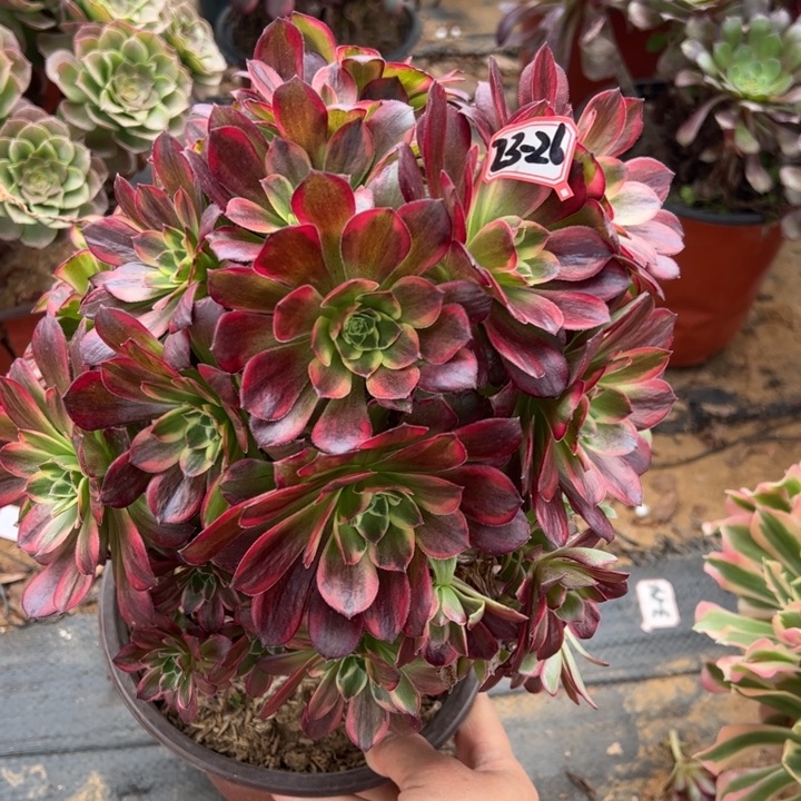 砍头桩安娜多肉植物23-26