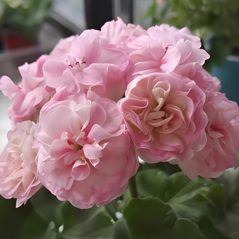 【丘比特】直立 带花苞 多分支天竺葵带花苞原盆原土发货四季开爆