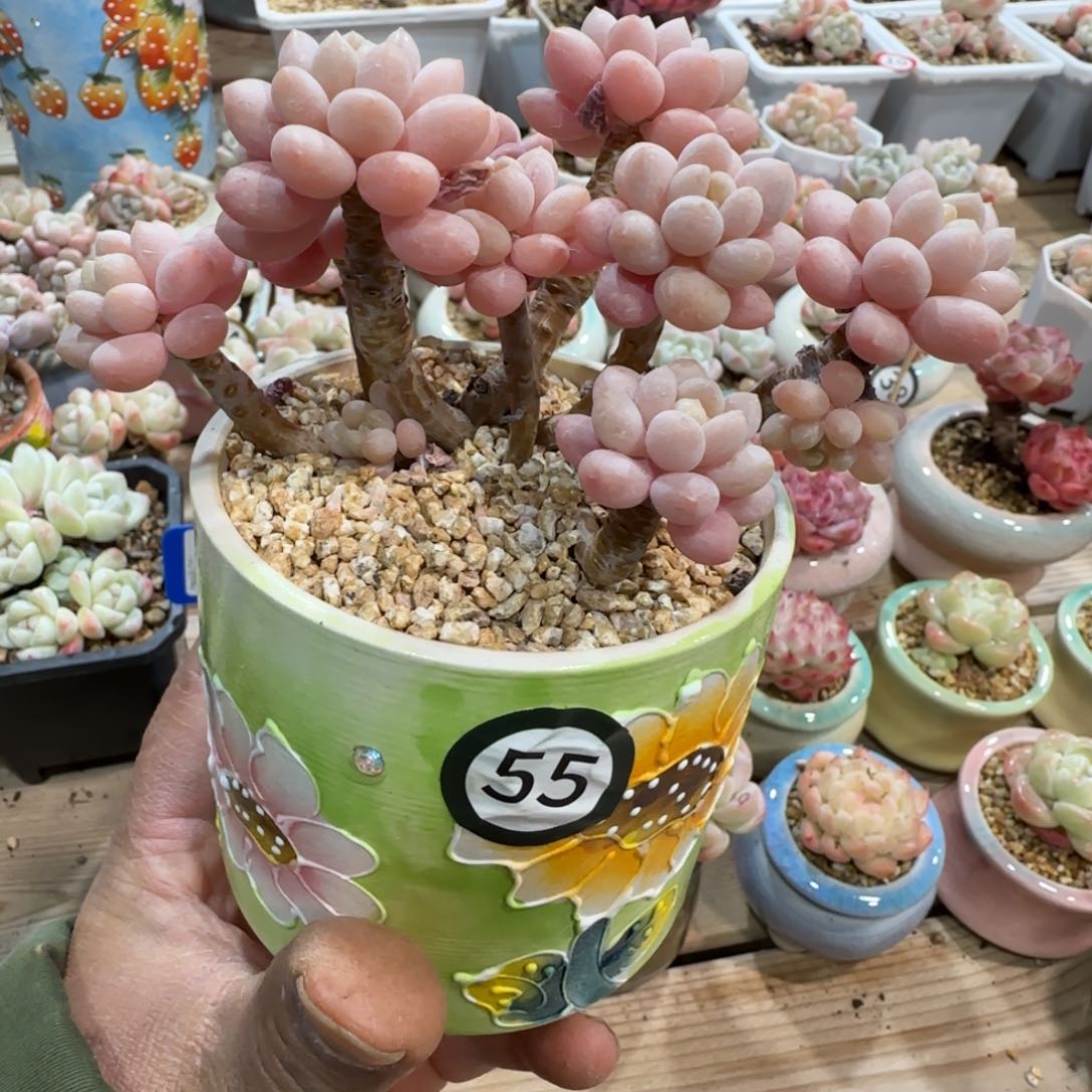 55号鱼子酱老桩多头无砍