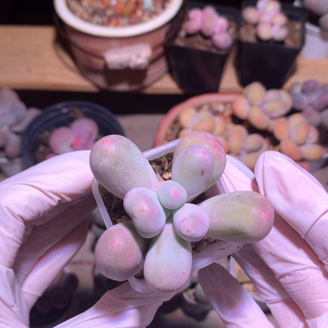 米可奶酪多肉米可奶韩国