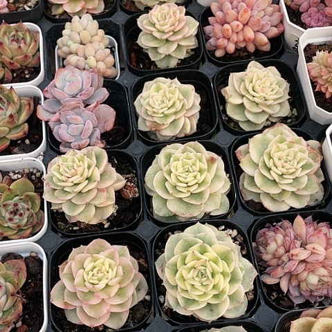 腊牡丹锦12.8一盆888888