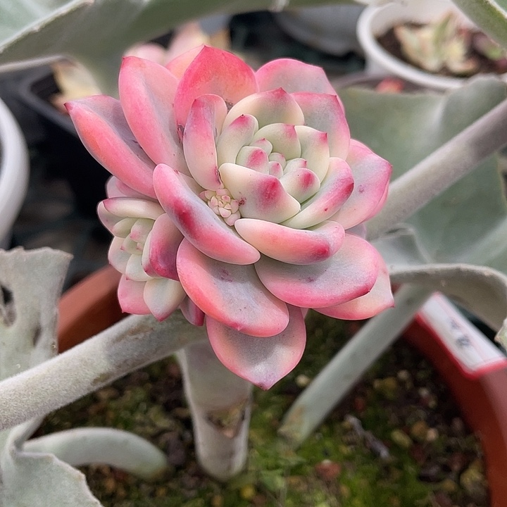 爱丽尔锦一物一拍锦龙