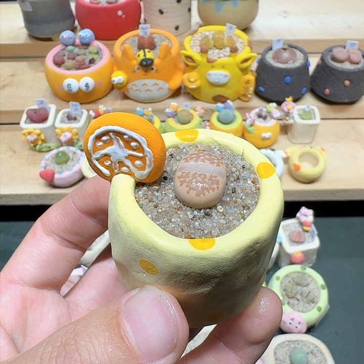 红陶蘑菇779寿丽