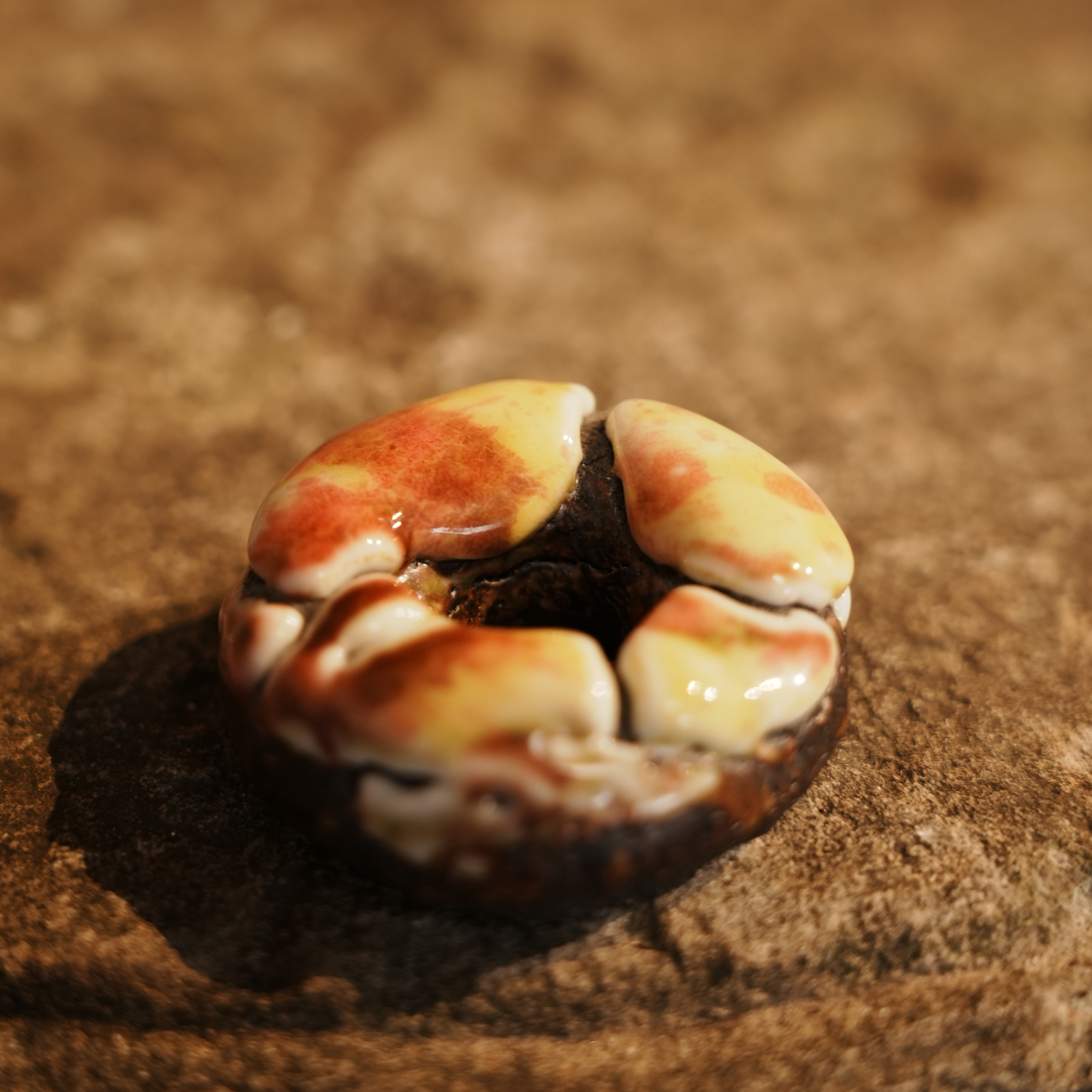 【九离烧】志野甜甜圈(九离烧0166)