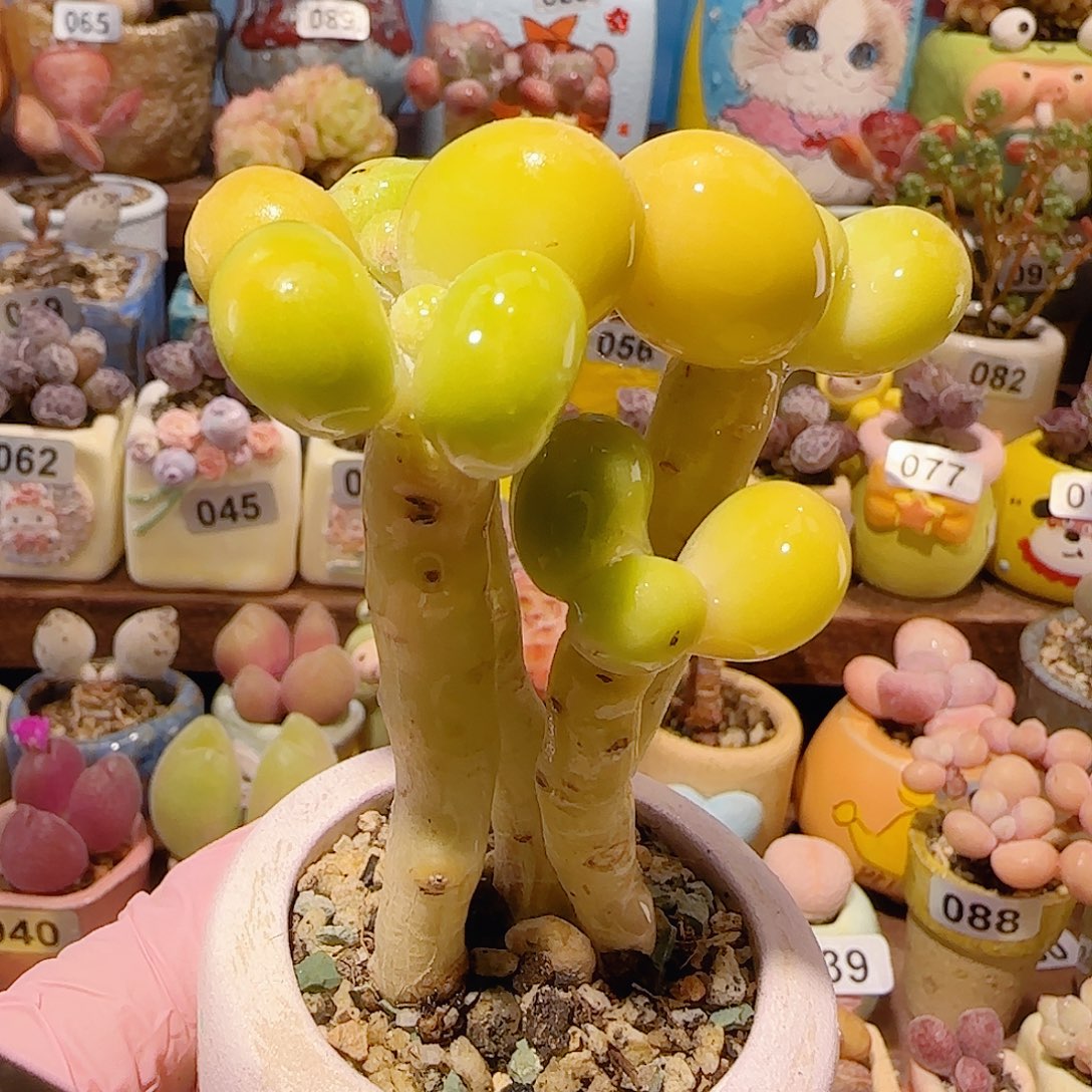 T大长腿金蟾盆口4cm