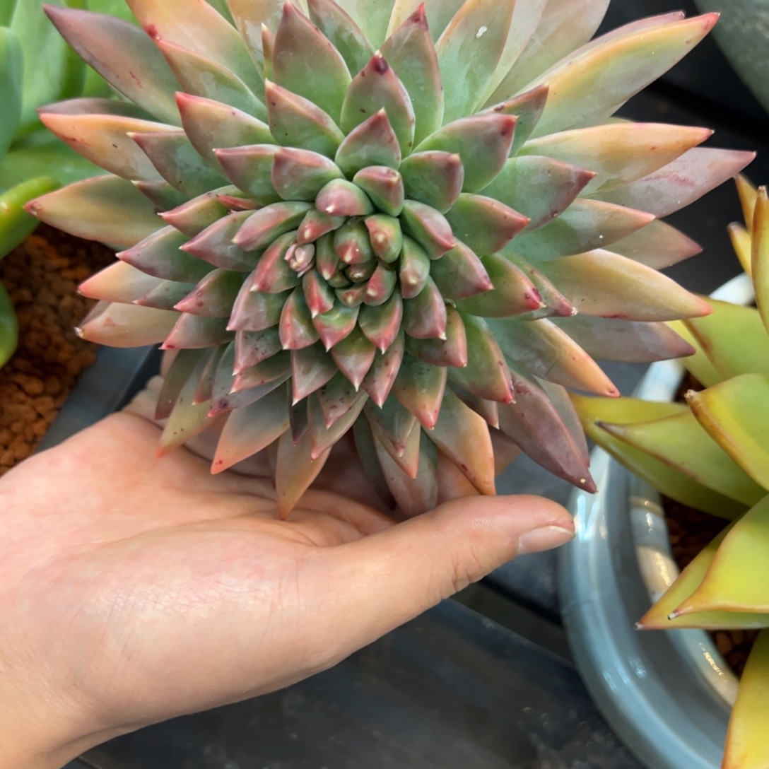 梵高美人单头一个