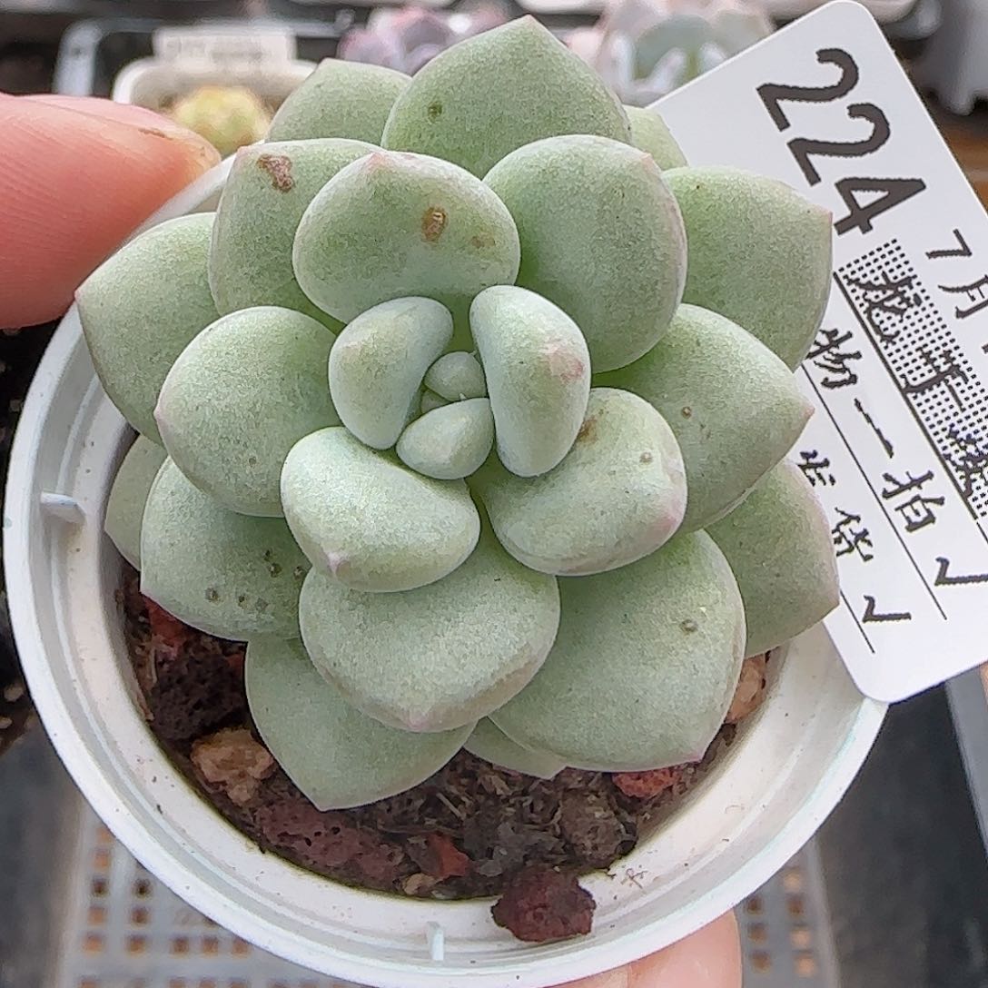 多肉0719-224泡泡糖