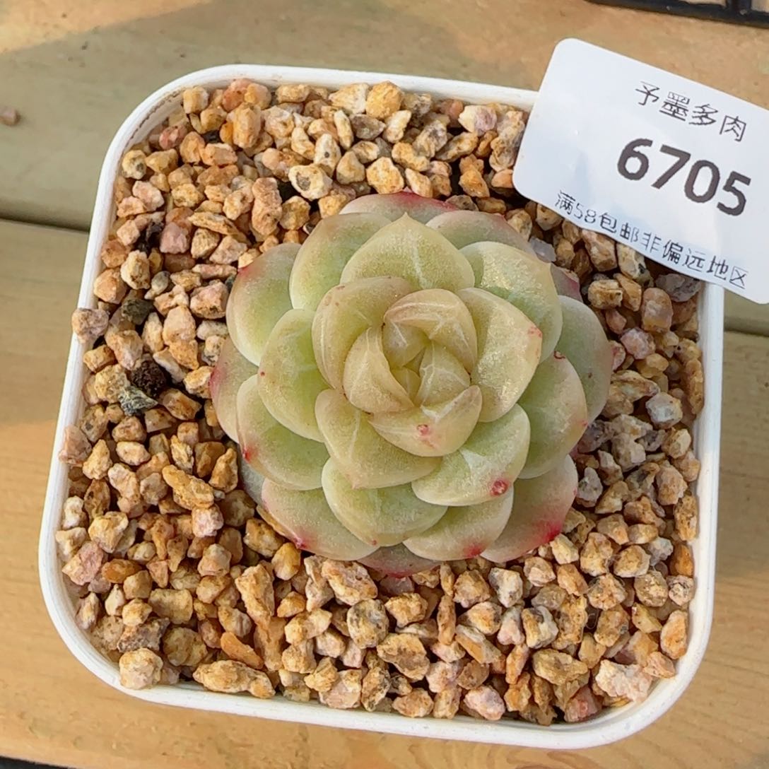 无尽灯，6705多肉植物