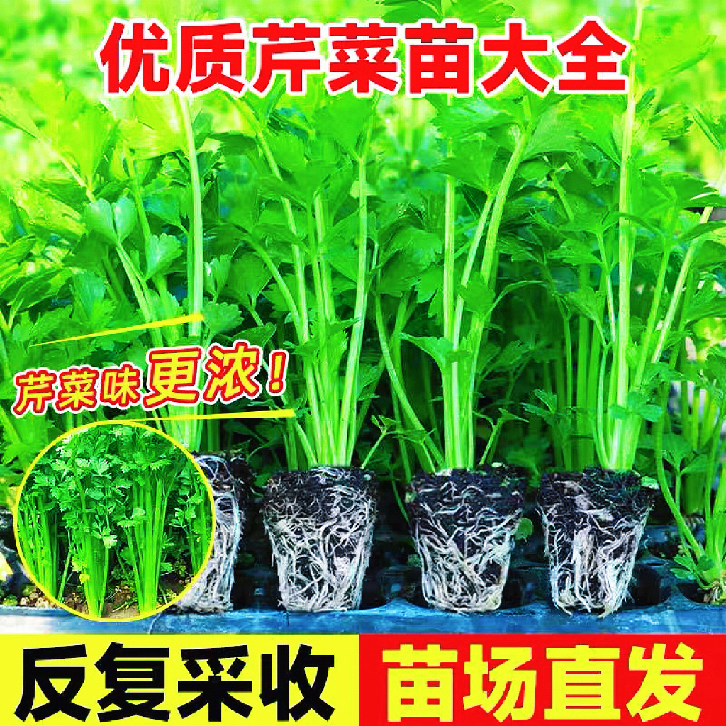皇后西芹四季西芹四季香芹种子秋季盆栽阳台蔬菜种籽幼苗秧苗带土