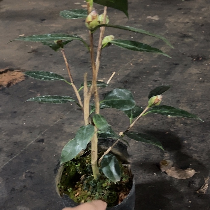 大部分花苞少量开放，天鹅绒