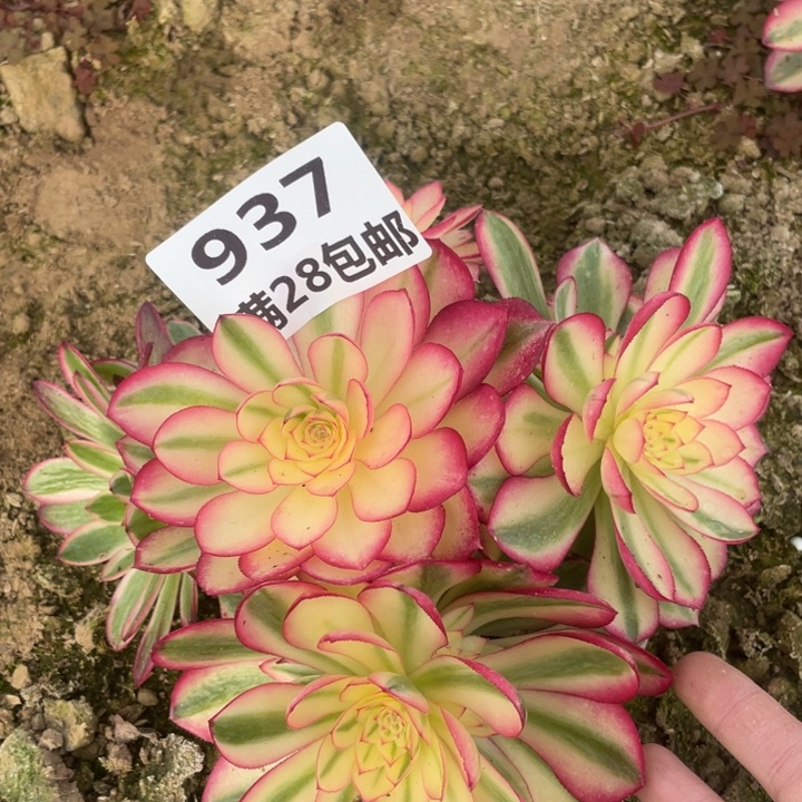 937二号棚倾城母本F