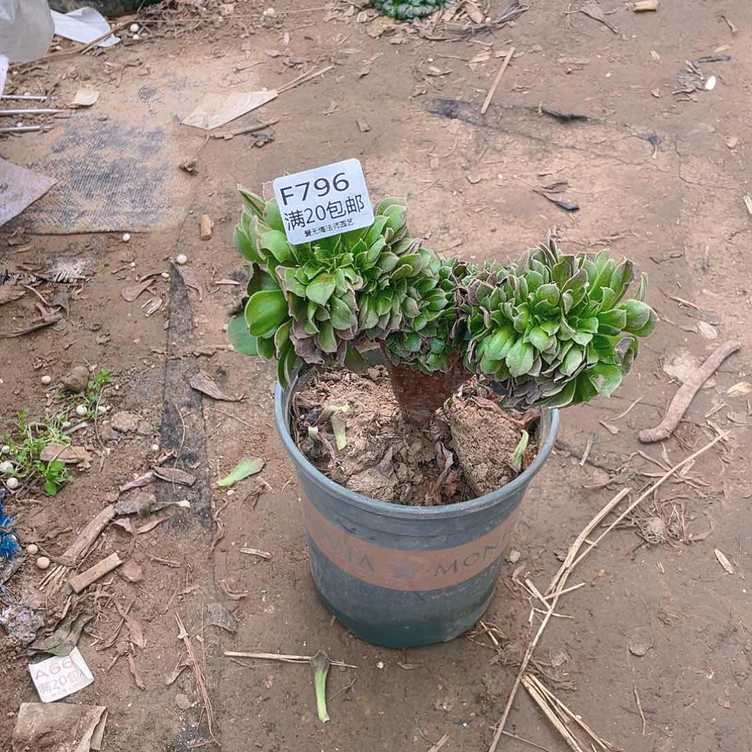 796玫瑰缀化多肉小损不包