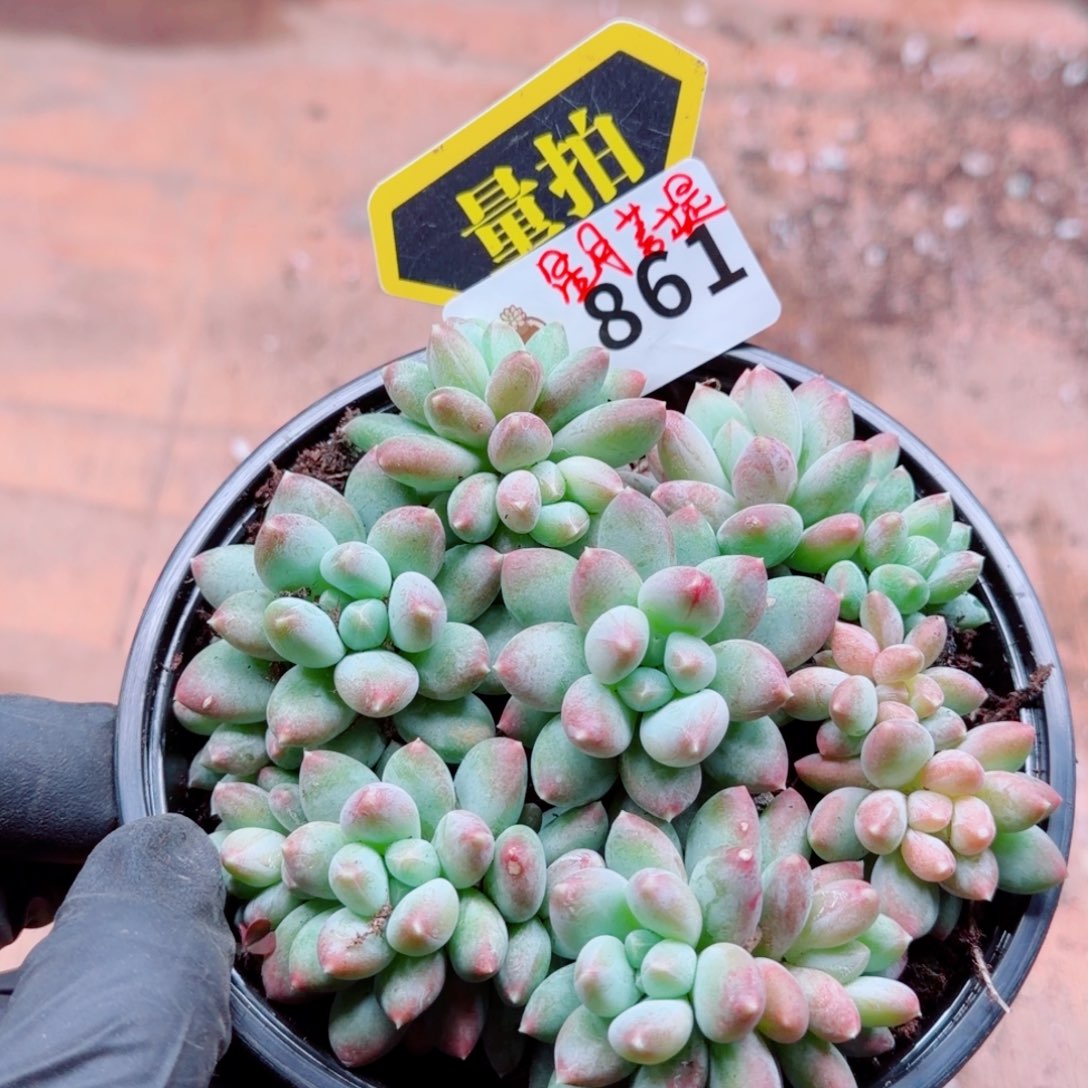 多肉植物多肉的植物