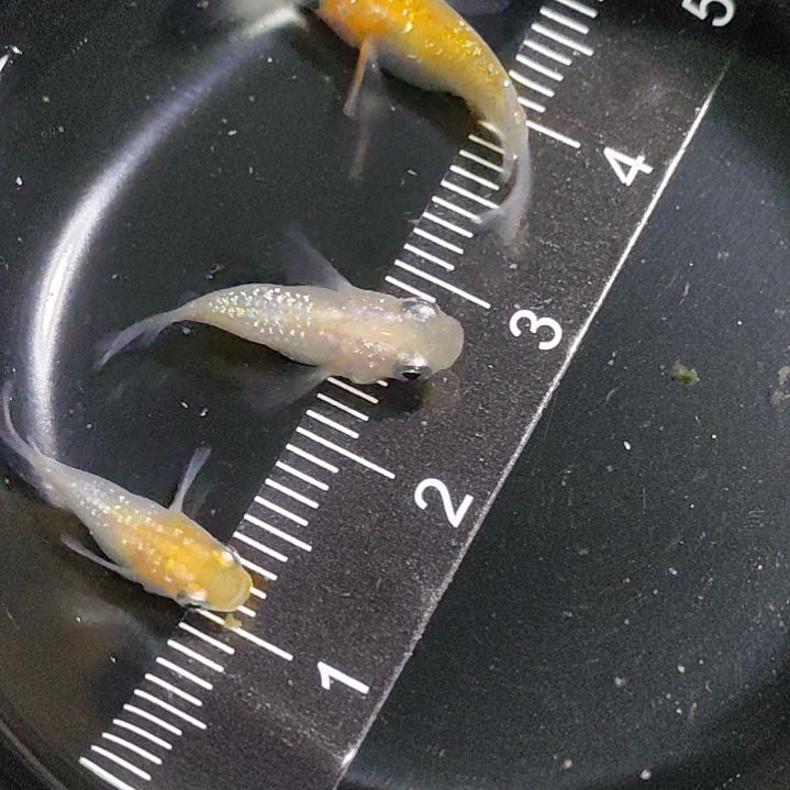 观背青鳉球球三条