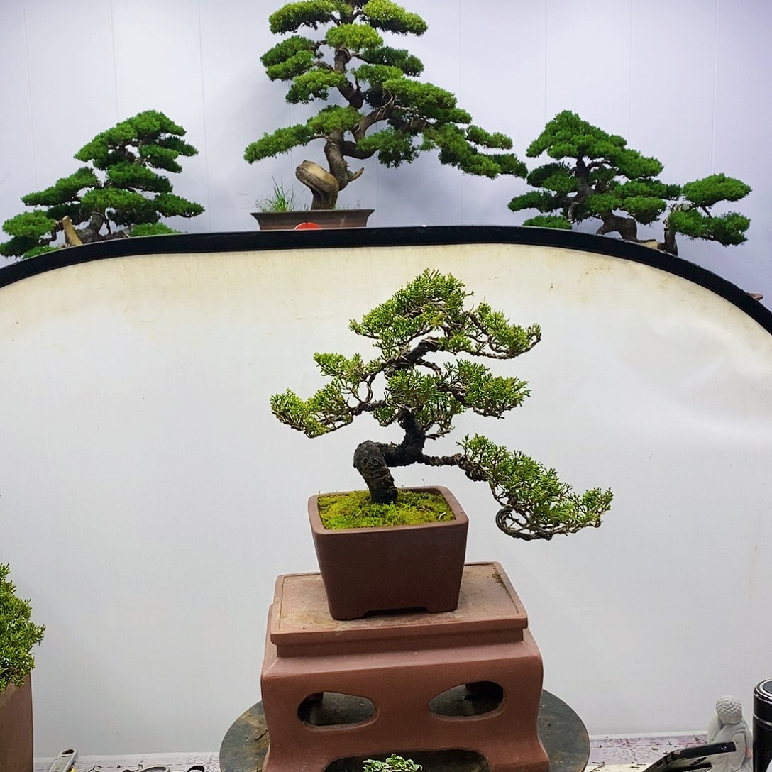 【闪购商品】无花朵用****9