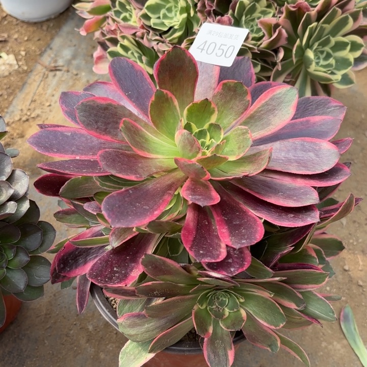 金丝却多肉法师4050