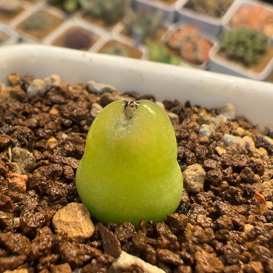 95多肉植物百科植物