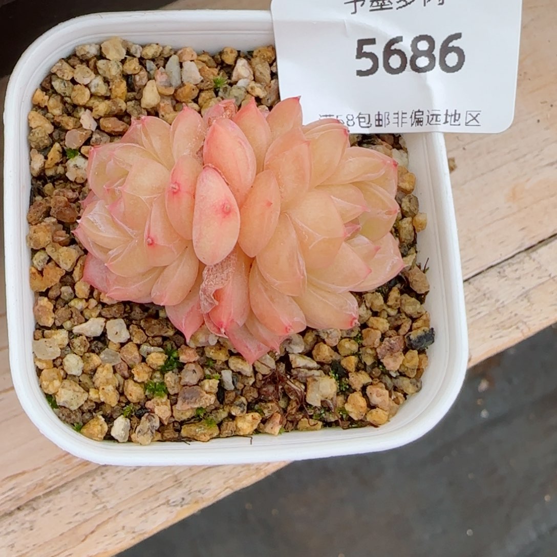 绿芙蓉，5686多肉植物